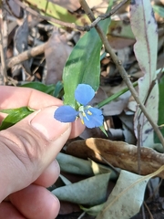 Commelina cyanea, photograph author not stated, no rights reserved