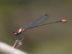 Nososticta impercepta