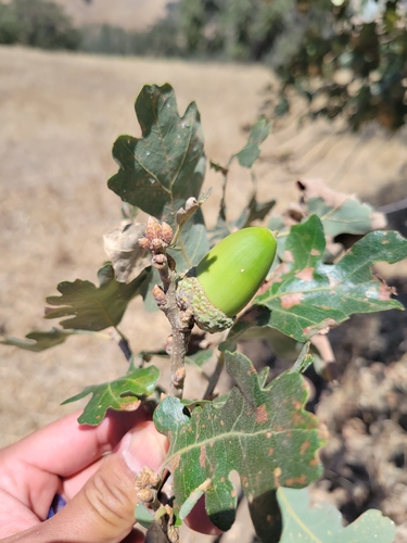 iNaturalist observation photo of Quercus garryana garryana × lobata