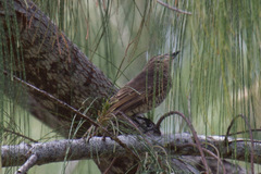 Edolisoma tenuirostre monacha