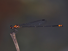 Nososticta impercepta