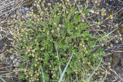 Potentilla humifusa