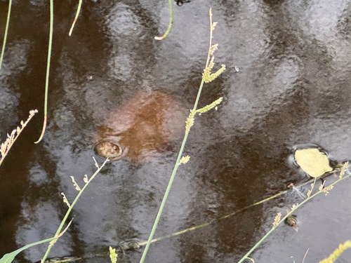 Alamos Mud Turtle, Kinosternon alamosae