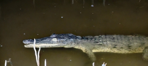 Cocodrilo de Río observed by jmoya