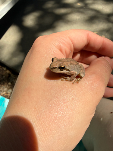 Pacific chorus frog