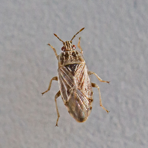 Cattail bug