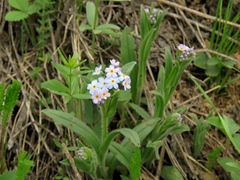 Myosotis imitata