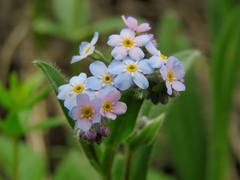Myosotis imitata