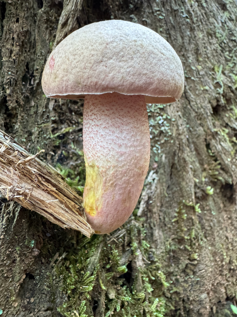 Chrome-footed Bolete · August 2026 · photo: Photo: (c) Shanze Yoell, some rights reserved (CC BY) · iNaturalist