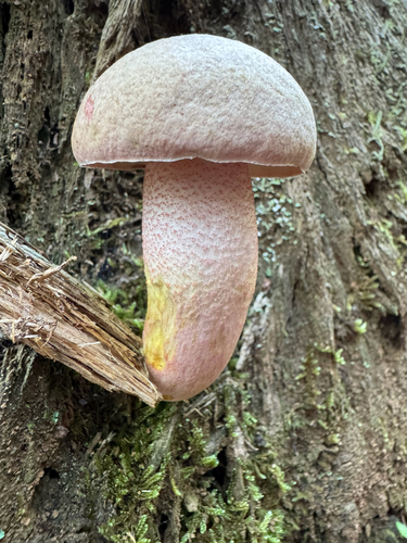 Chrome-footed Bolete