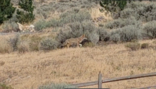 Coyote observed by tanyahales