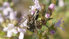 Oxyopes heterophthalmus