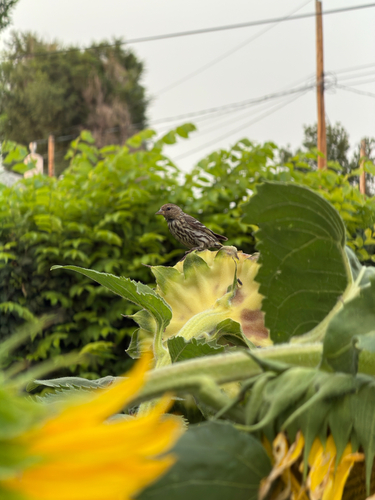 Pine Siskin