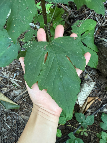 tall rattlesnake root