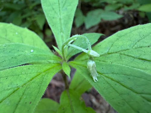 whorled wood aster