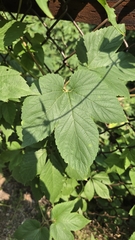 Humulus americanus, photograph (c) Carter Ertel, some rights reserved (CC BY)
