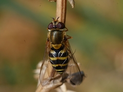 Syrphus vitripennis