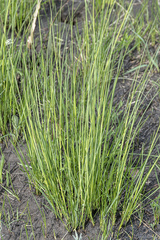 Festuca valesiaca