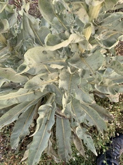 Verbascum speciosum
