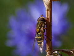 Syrphus vitripennis