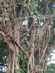 Ficus benghalensis krishnae