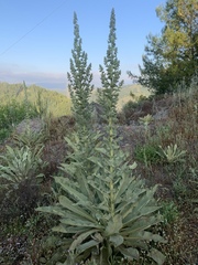 Verbascum speciosum