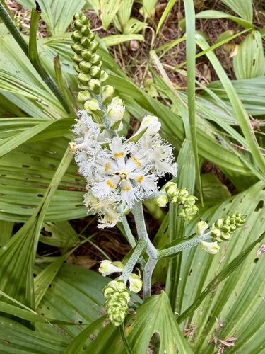 Veratrum fimbriatum, photograph 2