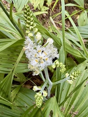 Veratrum fimbriatum, photograph (c) Dutza K., some rights reserved (CC BY)