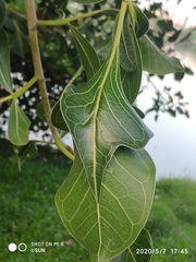 Ficus benghalensis krishnae