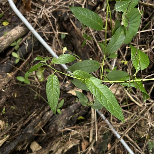 Heliotropium sarmentosum observed 2026-08-12