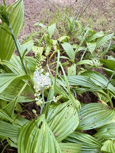 Veratrum fimbriatum, photograph 3