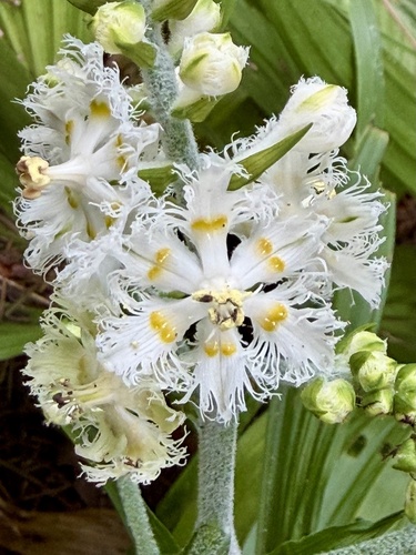 Veratrum fimbriatum, photograph 4