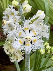 Veratrum fimbriatum, photograph (c) Dutza K., some rights reserved (CC BY)