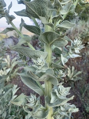 Verbascum speciosum