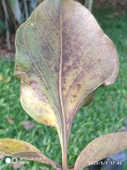 Ficus benghalensis krishnae