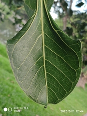 Ficus benghalensis krishnae