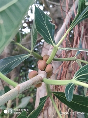 Ficus benghalensis krishnae