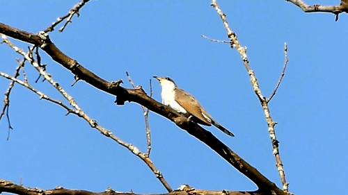 Yellow-billed Cuckoo observed by m_polyglottos