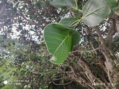 Ficus benghalensis krishnae