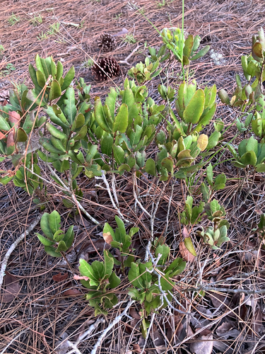Quercus inopina, photograph 2
