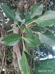 Ficus benghalensis krishnae