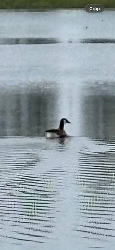 Canada Goose observed by keithclaxon