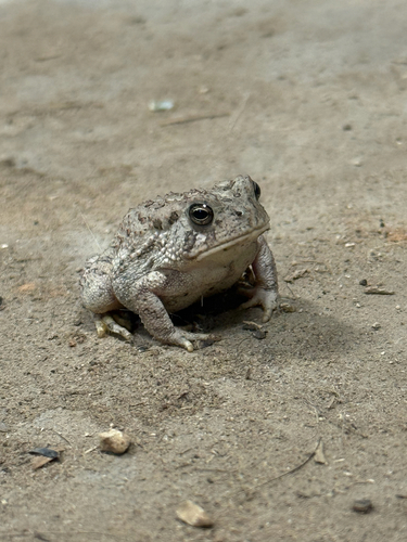 Woodhouse's Toad observed by wyatt_sulanka