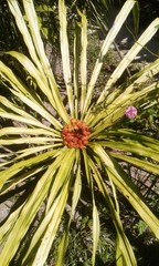 Dracaena umbraculifera