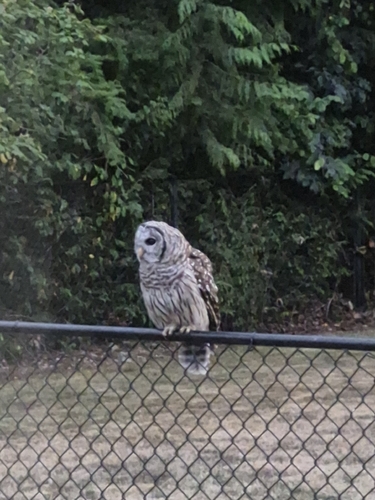 Barred Owl observed by jeff84452