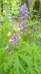Aconitum napellus