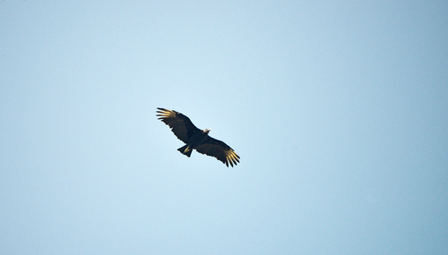 Zopilote común observed by fotacho
