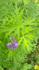 Aconitum napellus