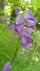 Aconitum napellus