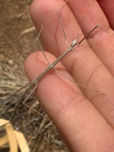iNaturalist observation photo of Western Short-horned Walkingstick